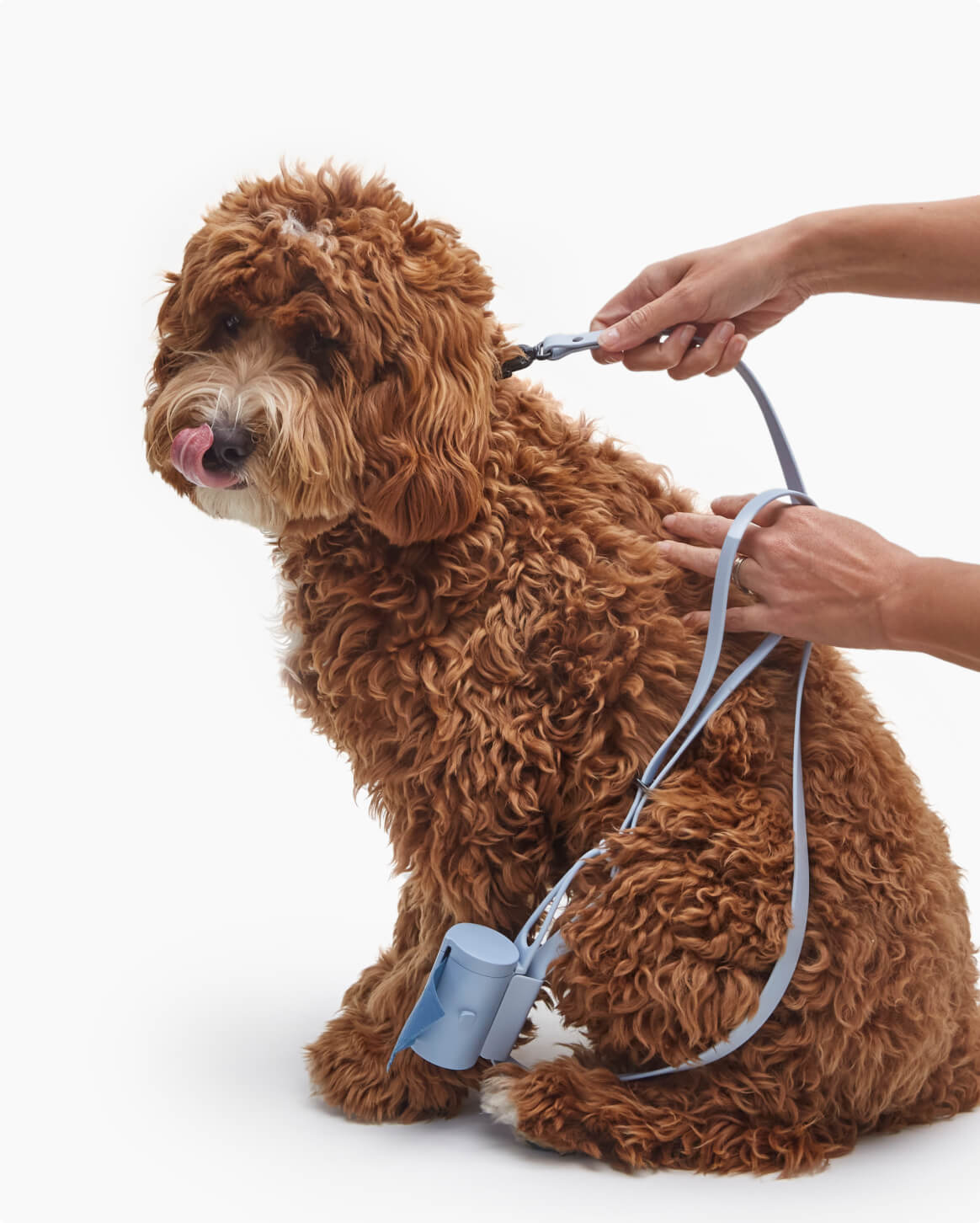Signature Leash 2